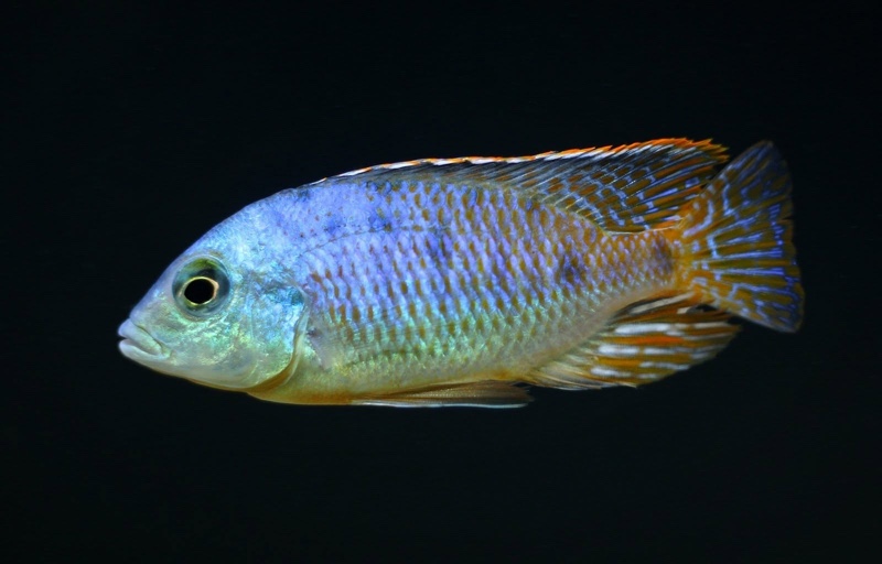 Otopharynx sp. 'spots' Sani